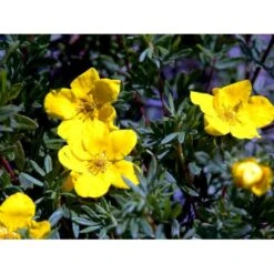 Buskpotentil 'Goldfinger' Potentilla Fruticosa 'Goldfinger' Potte 2,0 Liter,- 25-30 Cm. 14 Buskpotentil 'Goldfinger' Potentilla Fruticosa 'Goldfinger' Potte 2,0 Liter,- 25-30 Cm. -Osmo Salgsbutik mi1899 potentilla fruticosa goldfinger a3d7