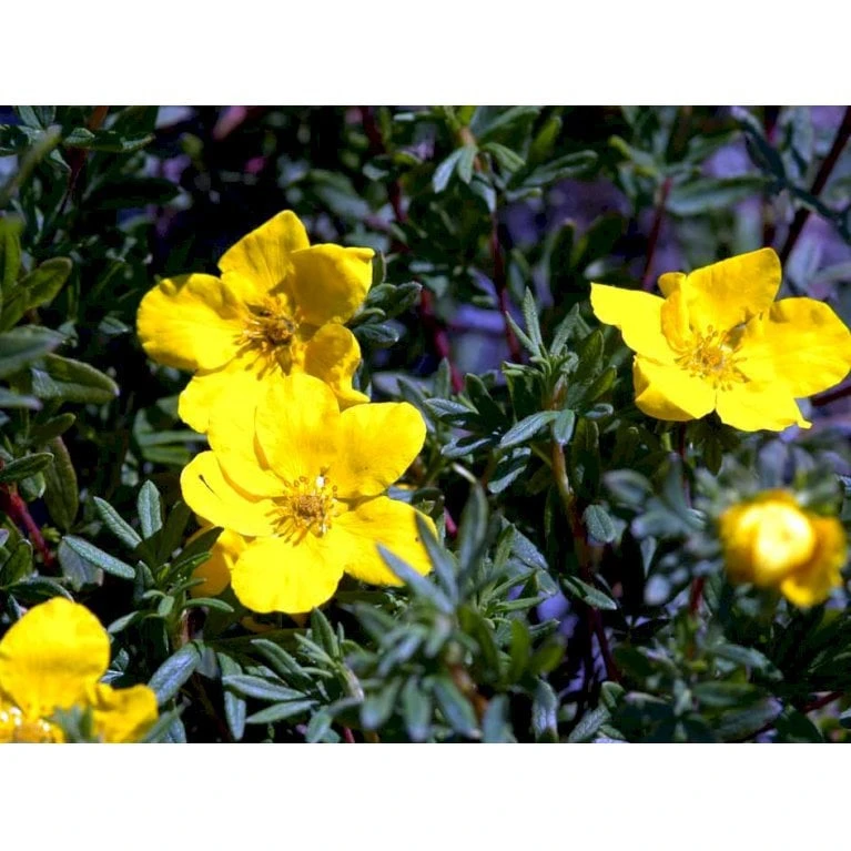 Buskpotentil 'Goldfinger' Potentilla Fruticosa 'Goldfinger' Potte 2,0 Liter,- 25-30 Cm. 7 Buskpotentil 'Goldfinger' Potentilla Fruticosa 'Goldfinger' Potte 2,0 Liter,- 25-30 Cm. - Billede 5