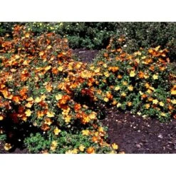 Buskpotentil 'Red Ace' Potentilla Fruticosa 'Red Ace' Potte 2,0 Liter,- 25-30 Cm. -Osmo Salgsbutik mi1906 potentilla fruticosa red ace n 015e