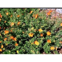 Buskpotentil 'Red Ace' Potentilla Fruticosa 'Red Ace' Potte 2,0 Liter,- 25-30 Cm. -Osmo Salgsbutik mi1906 potentilla fruticosa red ace n c216