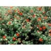 Buskpotentil 'Red Robin' Potentilla Fruticosa 'Red Robin' 3,5 Liter Potte -Osmo Salgsbutik mi1907 potentilla fruticosa red robin abeb