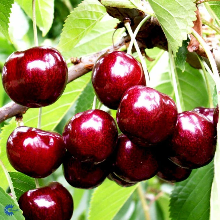 Sødkirsebær 'Skeena' - Selvbestøvende Prunus X 'Skeena' - Selvbestøvende 4-8 Grene, 130-170 Cm. 10 Liter Potte (Colt) 3 Sødkirsebær 'Skeena' - Selvbestøvende Prunus X 'Skeena' - Selvbestøvende 4-8 Grene, 130-170 Cm. 10 Liter Potte (Colt)