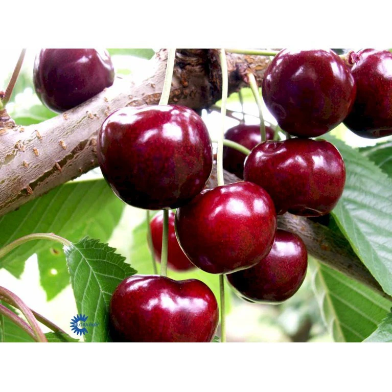 Sødkirsebær 'Skeena' - Selvbestøvende Prunus X 'Skeena' - Selvbestøvende 4-8 Grene, 130-170 Cm. 10 Liter Potte (Colt) 5 Sødkirsebær 'Skeena' - Selvbestøvende Prunus X 'Skeena' - Selvbestøvende 4-8 Grene, 130-170 Cm. 10 Liter Potte (Colt) - Billede 3