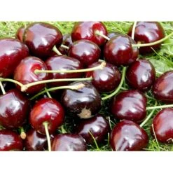 Sød Kirsebær 'Lapins' - Selvbestøvende Prunus X 'Lapins' - Selvbestøvende 4-8 Grene, 130-170 Cm. 10 Liter Potte (Colt) -Osmo Salgsbutik mi1979 prunus avium lapins a166