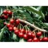 Sød Kirsebær 'Lapins' - Selvbestøvende Prunus X 'Lapins' - Selvbestøvende 4-8 Grene, 130-170 Cm. 10 Liter Potte (Colt) -Osmo Salgsbutik mi1979 prunus avium lapins f9f5