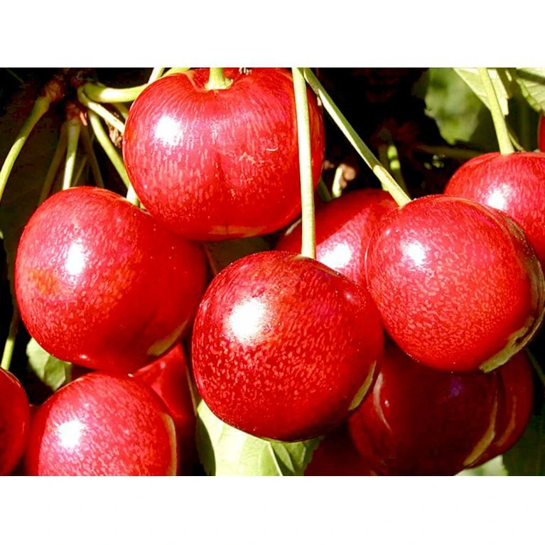 Sød Kirsebær 'Sunburst' - Selvbestøvende Prunus X 'Sunburst' - Selvbestøvende Dværgtræ, 3-5 Grene, 6,7 Liter Potte, 80-100 Cm. 3 Sød Kirsebær 'Sunburst' - Selvbestøvende Prunus X 'Sunburst' - Selvbestøvende Dværgtræ, 3-5 Grene, 6,7 Liter Potte, 80-100 Cm.