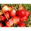 Sød Kirsebær 'Büttners Rote' Kræver Bestøver Prunus X 'Büttners Rote' Kræver Bestøver 4-8 Grene, 150-200 Cm. 10 Liter Potte (P.avi) 1 Sød Kirsebær 'Büttners Rote' Kræver Bestøver Prunus X 'Büttners Rote' Kræver Bestøver 4-8 Grene, 150-200 Cm. 10 Liter Potte (P.avi) -Osmo Salgsbutik mi1986 prunus avium buettners rote 603b
