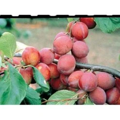 Blomme 'Jubileum' Prunus Domestica 'Jubileum' Dværgtræ, 3-5 Grene, 6,7 Liter Potte, 80-100 Cm. -Osmo Salgsbutik mi1995 prunus domestica jubileum 43bf