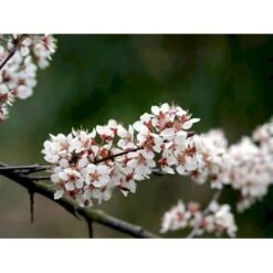 Storfrugtet Blodblomme 'Trailblazer' Prunus Cerasifera 'Trailblazer' Solitær Busk 150-200 Cm. - Med Klump -Osmo Salgsbutik mi1996 prunus trailblazer efa2