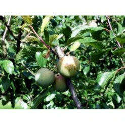 Blomme 'Grøn Reine Claude' Prunus Domestica 'R.C. Alm Grøn' 4-8 Grene, 130-170 Cm. 10 Liter Potte. (S.J.A.) -Osmo Salgsbutik mi1997 prunus domestica reine claude verte 7544