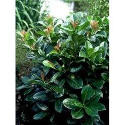 Kirsebærlaurbær 'Etna' Prunus Laurocerasus 'Etna' Potte 10 Liter,- 60-80 Cm. -Osmo Salgsbutik mi2004 prunus laurocerasus etna b780 2