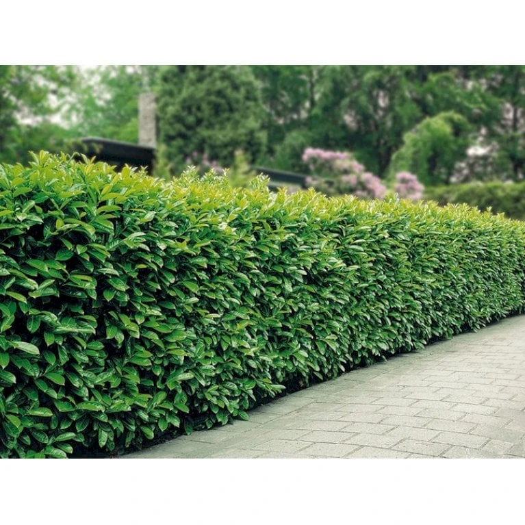 Kirsebærlaurbær 'Etna' Prunus Laurocerasus 'Etna' Potte 5,0 Liter,- 80-100 Cm. 8 Kirsebærlaurbær 'Etna' Prunus Laurocerasus 'Etna' Potte 5,0 Liter,- 80-100 Cm. - Billede 6