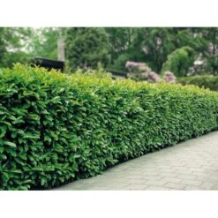 Kirsebærlaurbær 'Etna' Prunus Laurocerasus 'Etna' Med Klump,- 125-150 Cm. -Osmo Salgsbutik mi2004 prunus laurocerasus etna cdcb