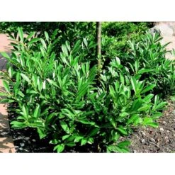 Kirsebærlaurbær 'Prufon' Prunus Laurocerasus 'Prufon' Med Klump,- 50-60 Cm. 7 Kirsebærlaurbær 'Prufon' Prunus Laurocerasus 'Prufon' Med Klump,- 50-60 Cm. -Osmo Salgsbutik mi2006 prunus laurocerasus prufon de6d