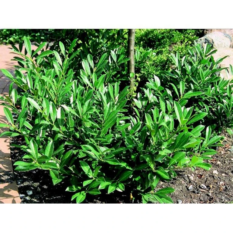 Kirsebærlaurbær 'Prufon' Prunus Laurocerasus 'Prufon' Med Klump,- 50-60 Cm. 5 Kirsebærlaurbær 'Prufon' Prunus Laurocerasus 'Prufon' Med Klump,- 50-60 Cm. - Billede 3
