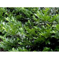 Kirsebærlaurbær 'Van Nes' Prunus Laurocerasus 'Van Nes' Med Klump,- 30-40 Cm.