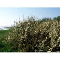 Slåen Prunus Spinosa Potte 7,5 Liter 125-150 Cm. -Osmo Salgsbutik mi2043 prunus spinosa a59a