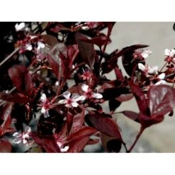 Dværgblodblomme Prunus X Cistena Opstammet 110 Cm. 7,5 Liter Potte -Osmo Salgsbutik mi2054 prunus x cistena 69be