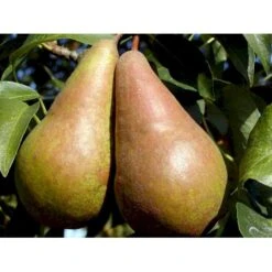 Pære 'Concorde' Pyrus Communis 'Concorde' Dværgtræ, 3-5 Grene, 6,7 Liter Potte, 80-100 Cm. -Osmo Salgsbutik mi2096 pyrus communis concorde f8ed