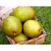Pære 'Grev Moltke' Pyrus Communis 'Grev Moltke' 4-8 Grene. 120-160 Cm. Potte, (Kvæde A) -Osmo Salgsbutik mi2103 pyrus communis grev moltke 4837