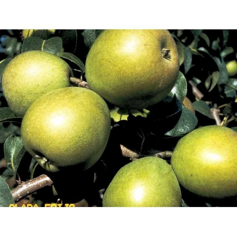 Pære 'Clara Frijs' Pyrus Communis 'Clara Frijs' Dværgtræ, 3-5 Grene, 6,7 Liter Potte, 80-100 Cm. 3 Pære 'Clara Frijs' Pyrus Communis 'Clara Frijs' Dværgtræ, 3-5 Grene, 6,7 Liter Potte, 80-100 Cm.