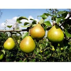 Pære 'Clara Frijs' Pyrus Communis 'Clara Frijs' Dværgtræ, 3-5 Grene, 6,7 Liter Potte, 80-100 Cm. 9 Pære 'Clara Frijs' Pyrus Communis 'Clara Frijs' Dværgtræ, 3-5 Grene, 6,7 Liter Potte, 80-100 Cm. -Osmo Salgsbutik mi2107 pyrus communis clara frijs d1cd