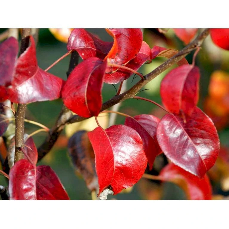 Pære 'Clara Frijs' Pyrus Communis 'Clara Frijs' Dværgtræ, 3-5 Grene, 6,7 Liter Potte, 80-100 Cm. 5 Pære 'Clara Frijs' Pyrus Communis 'Clara Frijs' Dværgtræ, 3-5 Grene, 6,7 Liter Potte, 80-100 Cm. - Billede 3