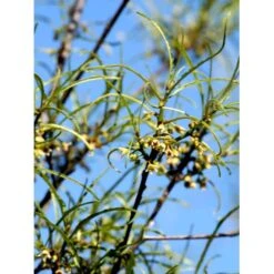 Fligbladet Tørstetræ Rhamnus Frangula 'Asplenifola' Opstammet 80 Cm. Med Potte -Osmo Salgsbutik mi2137 rhamnus frangula aspleniifolia 3eec