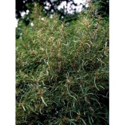 Fligbladet Tørstetræ Rhamnus Frangula 'Asplenifola' Opstammet 80 Cm. Med Potte -Osmo Salgsbutik mi2137 rhamnus frangula aspleniifolia 61ff