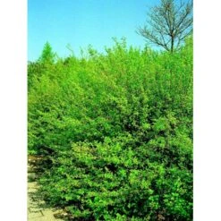 Fjeldribs 'Dima' Ribes Alpinum 'Dima' 3,5 Liter Potte -Osmo Salgsbutik mi2146 ribes alpinum dima 570e