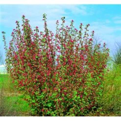 Blodribs 'Koja' Ribes Sanguineum 'Koja' 5 Liter Potte -Osmo Salgsbutik mi2149 ribes sanguineum koja dc84