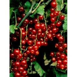 Ribs 'Stanza' Ribes Rubrum 'Stanza' 3,5 Liter Potte 7 Ribs 'Stanza' Ribes Rubrum 'Stanza' 3,5 Liter Potte -Osmo Salgsbutik mi2151 ribes rubrum stanza 1c92