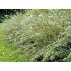 Rosmarinpil Salix Repens 'Rosmarinifolia' Potte 7,5 Liter 80-100 Cm. 9 Rosmarinpil Salix Repens 'Rosmarinifolia' Potte 7,5 Liter 80-100 Cm. -Osmo Salgsbutik mi2292 salix rosmarinifolia 12d3