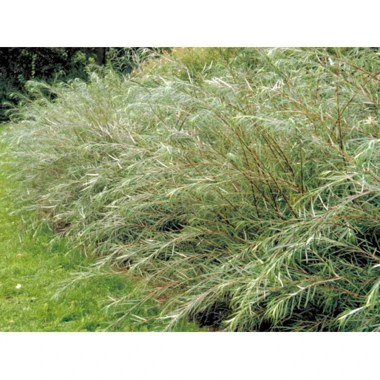 Rosmarinpil Salix Repens 'Rosmarinifolia' Potte 7,5 Liter 80-100 Cm. 6 Rosmarinpil Salix Repens 'Rosmarinifolia' Potte 7,5 Liter 80-100 Cm. - Billede 4