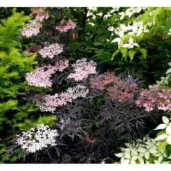 Hyld 'Black Lace' Sambucus Nigra 'Black Lace' 5 Liter Potte 11 Hyld 'Black Lace' Sambucus Nigra 'Black Lace' 5 Liter Potte -Osmo Salgsbutik mi2319 sambucus nigra black lace 1165