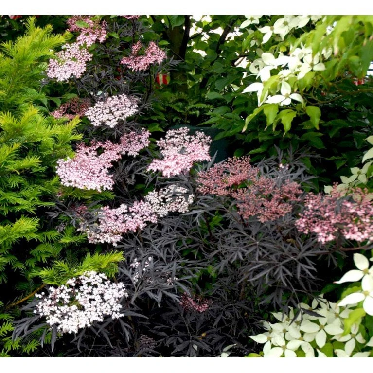 Hyld 'Black Lace' Sambucus Nigra 'Black Lace' 5 Liter Potte 7 Hyld 'Black Lace' Sambucus Nigra 'Black Lace' 5 Liter Potte - Billede 5