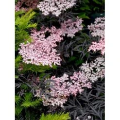 Hyld 'Black Lace' Sambucus Nigra 'Black Lace' 5 Liter Potte 10 Hyld 'Black Lace' Sambucus Nigra 'Black Lace' 5 Liter Potte -Osmo Salgsbutik mi2319 sambucus nigra black lace bb1d