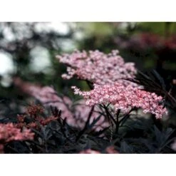 Hyld 'Black Lace' Sambucus Nigra 'Black Lace' 5 Liter Potte 9 Hyld 'Black Lace' Sambucus Nigra 'Black Lace' 5 Liter Potte -Osmo Salgsbutik mi2319 sambucus nigra black lace ff7e