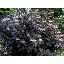 Hyld 'Black Beauty' (R) Sambucus Nigra 'Black Beauty' (r) 3,5 Liter Potte 11 Hyld 'Black Beauty' (R) Sambucus Nigra 'Black Beauty' (r) 3,5 Liter Potte -Osmo Salgsbutik mi2321 sambucus nigra black beauty 575f