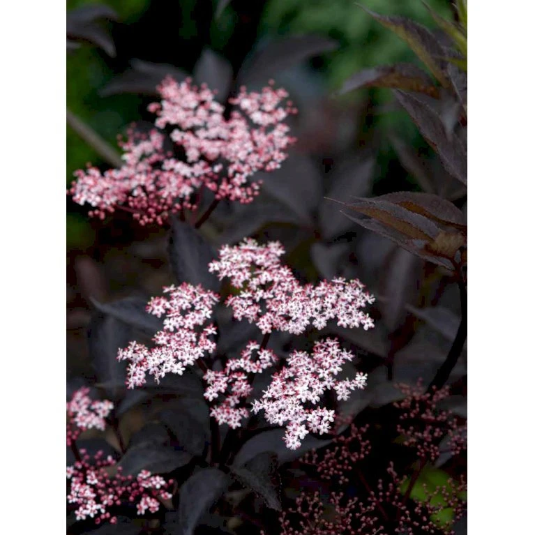 Hyld 'Black Beauty' (R) Sambucus Nigra 'Black Beauty' (r) 3,5 Liter Potte 6 Hyld 'Black Beauty' (R) Sambucus Nigra 'Black Beauty' (r) 3,5 Liter Potte - Billede 4