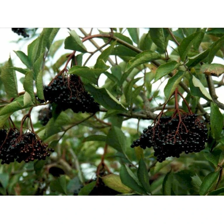 Storfrugtet Hyld 'Sampo' Sambucus Nigra 'Sampo' 3,5 Liter Potte 3 Storfrugtet Hyld 'Sampo' Sambucus Nigra 'Sampo' 3,5 Liter Potte