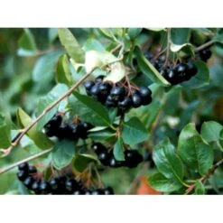 Surbær 'Norðîc® Aron' Aronia Melanocarpa 'Norðîc® Aron' 5 Liter Potte -Osmo Salgsbutik mi234 aronia melanocarpa 4c39