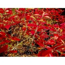 Surbær 'Norðîc® Aron' Aronia Melanocarpa 'Norðîc® Aron' 5 Liter Potte -Osmo Salgsbutik mi234 aronia melanocarpa 6f0a