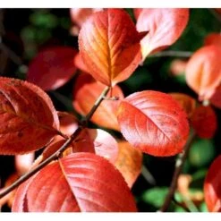 Surbær 'Norðîc® Aron' Aronia Melanocarpa 'Norðîc® Aron' 5 Liter Potte -Osmo Salgsbutik mi234 aronia melanocarpa 8bc1