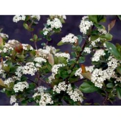 Blommebladet Surbær 'Viking' Aronia Prunifolia 'Viking' Potte 12 Liter,- 60-80 Cm. -Osmo Salgsbutik mi237 aronia melanocarpa viking 85e0