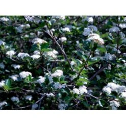 Blommebladet Surbær 'Viking' Aronia Prunifolia 'Viking' Potte 12 Liter,- 60-80 Cm. -Osmo Salgsbutik mi237 aronia melanocarpa viking abc1