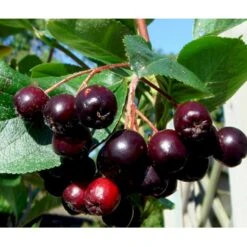 Storfrugtet Surbær 'Aron' Aronia Melanocarpa 'Aron' 5 Liter Potte 7 Storfrugtet Surbær 'Aron' Aronia Melanocarpa 'Aron' 5 Liter Potte -Osmo Salgsbutik mi238 aronia melanocarpa aron 44f2