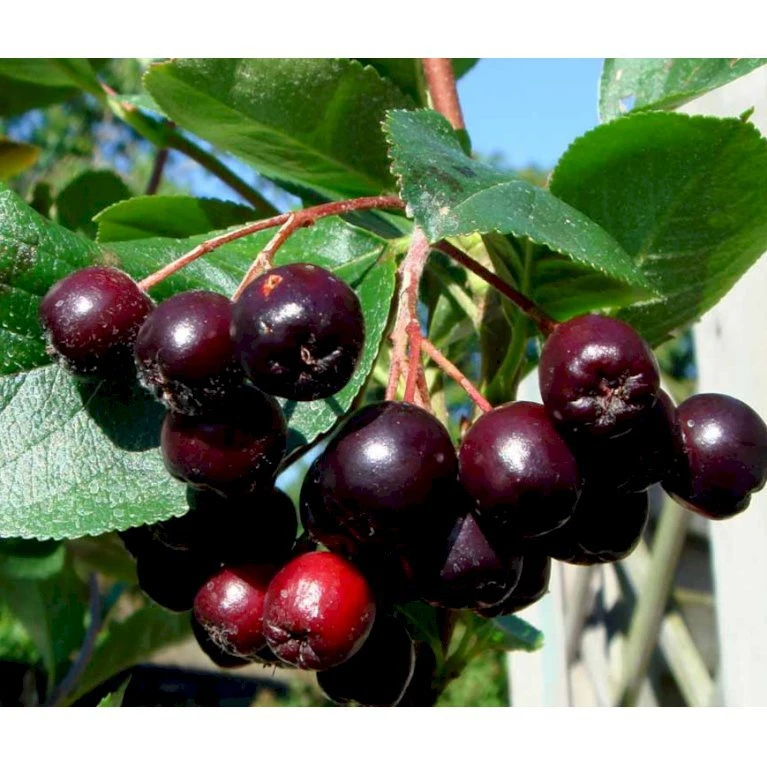 Storfrugtet Surbær 'Aron' Aronia Melanocarpa 'Aron' 5 Liter Potte 5 Storfrugtet Surbær 'Aron' Aronia Melanocarpa 'Aron' 5 Liter Potte - Billede 3