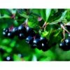 Storfrugtet Surbær 'Aron' Aronia Melanocarpa 'Aron' 5 Liter Potte -Osmo Salgsbutik mi238 aronia melanocarpa aron b2cc
