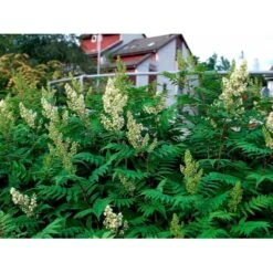 Tusindtop Sorbaria Sorbifolia Solitær Busk 125-150 Cm., Med Klump -Osmo Salgsbutik mi2410 sorbaria sorbifolia b97f